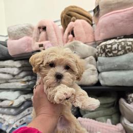 Jungkook - Cream male Maltipoo puppy in Washington from Mt.BakerPoodles&Doodles