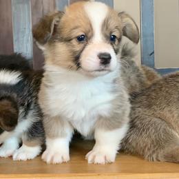 Pembroke Welsh Corgi Puppies from Nunas Corgis