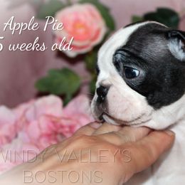 Apple Pie - Black and white female Boston Terrier puppy in North Central, Vermont from Windy Valley’s Bostons