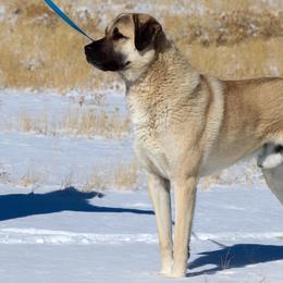 Anatolian Shepherd Dogs from Feather’s Glen Anatolians