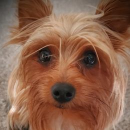 Yorkshire Terriers from Spurlock Farm Yorkies