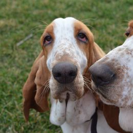 Basset Hounds from Maple Lynn Bassets