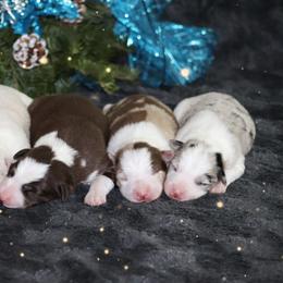 Border Collie Puppies from Lil Maine Border Collies