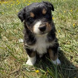 Stella - Black tri-color female Australian Shepherd puppy in Otis, Oregon from Heritage Hill Aussies