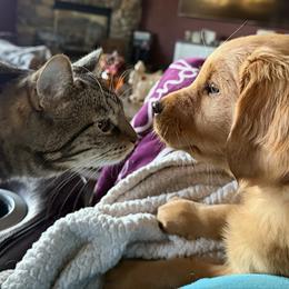 Girl 6 - Dark golden female Golden Retriever puppy in Sacramento Area, California from Gold Country Golden Retrievers