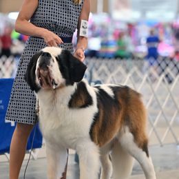 Fjord - Saint Bernard