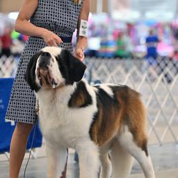 Fjord - Saint Bernard