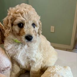 Skittles - Cream male Goldendoodle puppy in Pensacola, Florida from Goldendoodles Love You in Pensacola Friend Edition