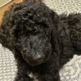 Goldendoodles from Oodles of Doodles