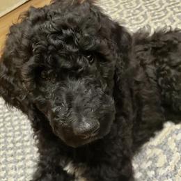 Goldendoodles from Oodles of Doodles
