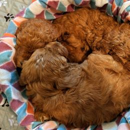Goldendoodles from Amy's Goldendoodles