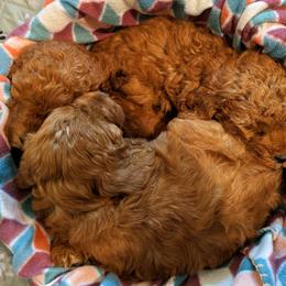 Goldendoodles from Amy's Goldendoodles