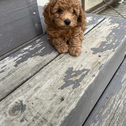 Poodle Puppies from Breahna Snay