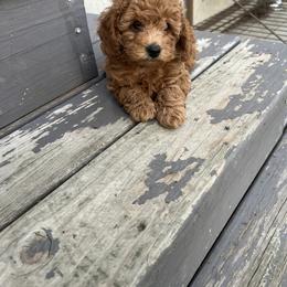 Poodle Puppies from Breahna Snay