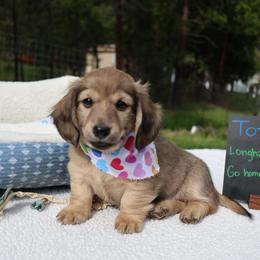 Toto (Orange collar) - Cream male Dachshund puppy in Prospect, Oregon from Spunky Sausage Pups