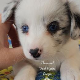 Opal - Blue merle and white female Cardigan Welsh Corgi puppy in Winston, Oregon from There and Back Again Corgis