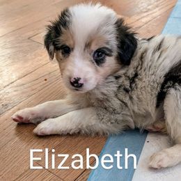 Aussiedoodle, Australian Shepherd, and Golden Retriever Puppies from Hope & Joy Acres