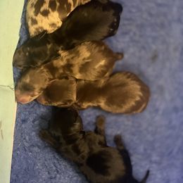 Dachshund Puppies from Royal T minature dachshund