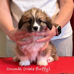 Crumbl - Pembroke Welsh Corgi puppy from Eilatan Corgis