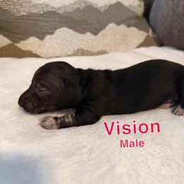Vision - Black male Dachshund puppy in Atwater, California from Dachshunds of cali