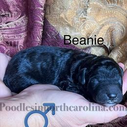 Beanie - Silver - Silver male Poodle puppy in Greenville, North Carolina from Grace Poodles
