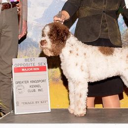 Mía - Lagotto Romagnolo