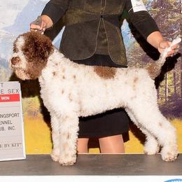 Mía - Lagotto Romagnolo