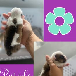 Bulldog Puppies from Villaobos kennels LLC
