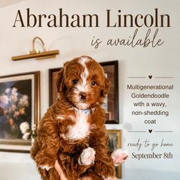 Abraham Lincoln - Red  male Goldendoodle puppy in Pleasant Grove, Utah from Destination Doodles