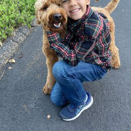 Goldendoodle All Grown Up from Golden Hearted Goldendoodles