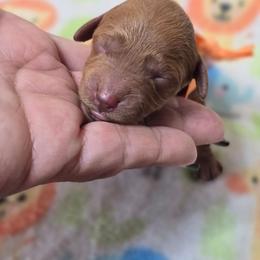 Daisy - Red  female Goldendoodle puppy in Austin, Texas from Austin Doodles & Poodles