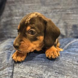 Boy 1 - Dapple male Dachshund puppy in Virginia City, Nevada from V.C. Weenies