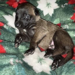 Blue Collar - Mahogany male Belgian Malinois puppy in Trenton, Georgia from Laeknir K9