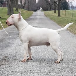Bull Terriers and Miniature Bull Terriers from St George BTs and Omega MBTs