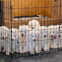 Boy 5 - White male Samoyed puppy in Effingham, Illinois from The Office Pups