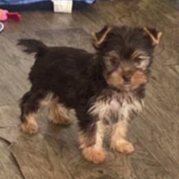 Koko - Chocolate and tan male Yorkshire Terrier puppy in Albany, Minnesota from Sandy's Yorkshire Terriers
