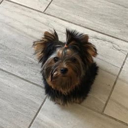 Yorkshire Terrier Puppies from Mirage Yorkies