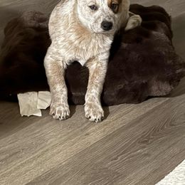 Saber - Red speckled male Australian Cattle Dog puppy in Rogue River, Oregon from FullMoon Cattle Dogs