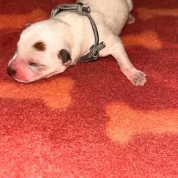 Boy 2 - Red speckled male Australian Cattle Dog puppy in Chelsea, Oklahoma from CT Mini Heelers
