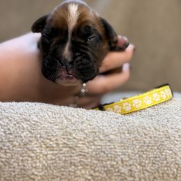 Yellow - Fawn Boxer puppy in Mooresboro, North Carolina from Echo Hollow Boxers