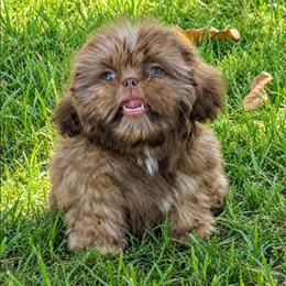 Puppy - Cream and white female Shih Tzu puppy in Victorville, California from Californiadreamyshihtzus