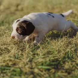 Puppy Boy 6 - White and liver male English Springer Spaniel puppy in Lynchburg, Virginia from Southern Springers