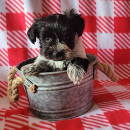 Miniature Schnauzer Puppies from Dorie's Mini Schnauzers