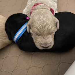 Goldendoodle Puppies from Cottage Companion Doodles