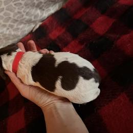 Red Collar Male - Brown and gray male Wirehaired Pointing Griffon puppy in Sheldon, Vermont from Ole Poor Farm