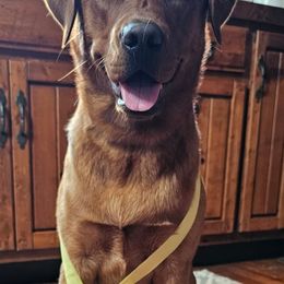 Labrador Retrievers from Oakley's Ohio Labradors