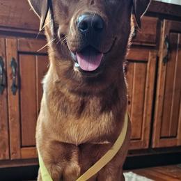 Labrador Retrievers from Oakley's Ohio Labradors