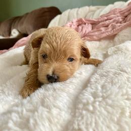 Amaira - Champagne female Maltipoo puppy in Utica, Ohio from Poodle Me Crazy