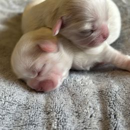 Shih Tzu Puppies from Karen's Shih Tzus