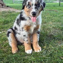 Chester- Blue Merle - Blue merle male Australian Shepherd puppy in Hugo, Colorado from Frying Pan Ranch Australian Shepherds